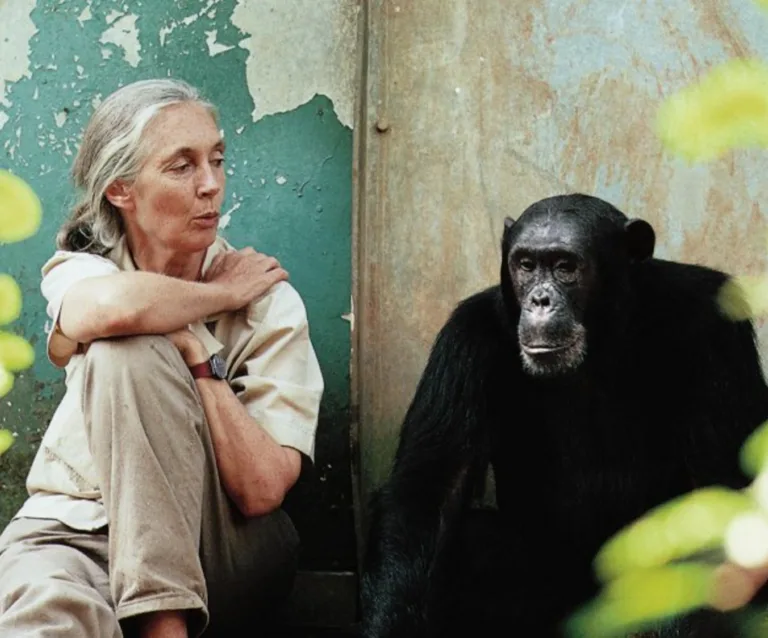 Changing the World with Jane Goodall Stories of Impact Podcast