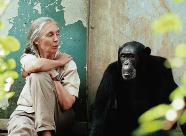 Changing the World with Jane Goodall Stories of Impact Podcast