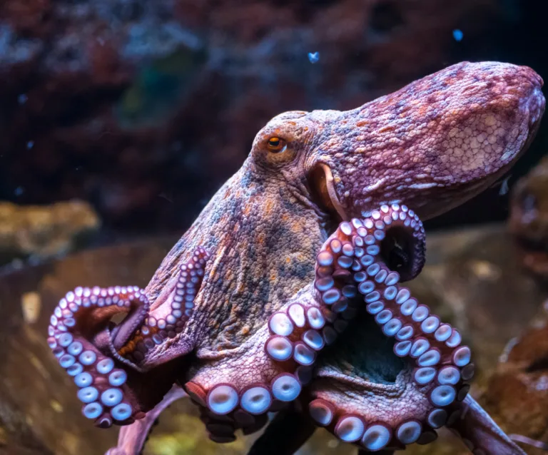 Surprises of Diverse Intelligences - Stories of Impact Podcast Episode - TWCF grantees Diana Reiss and Marcelo Magnasco are studying octopus cognition.