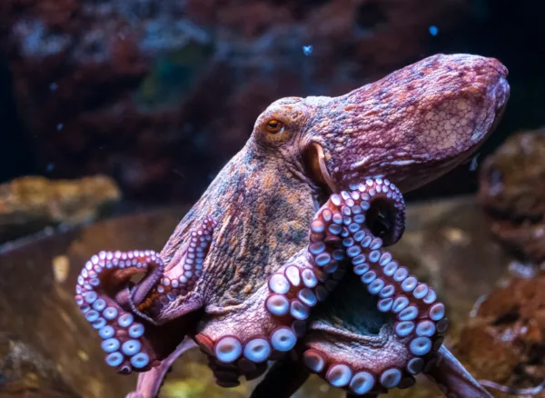 Surprises of Diverse Intelligences - Stories of Impact Podcast Episode - TWCF grantees Diana Reiss and Marcelo Magnasco are studying octopus cognition.