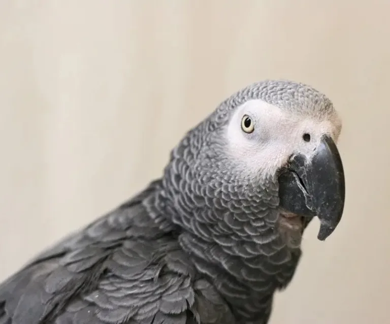Alex20 20the20 African20grey20parrot