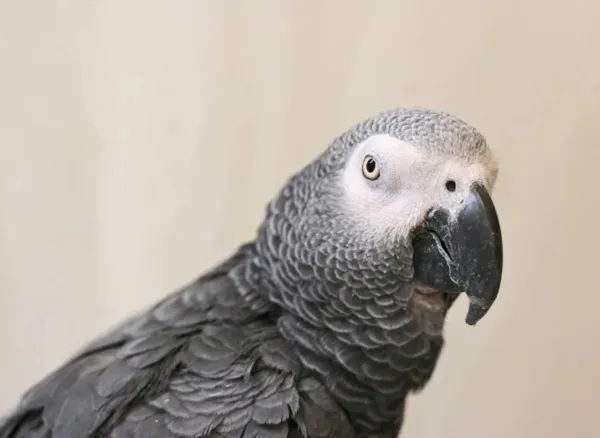 Alex20 20the20 African20grey20parrot