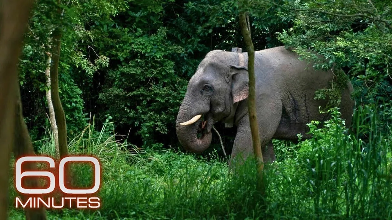 60 Minutes How scientists are using behavioral studies to help solve elephant human conflict in Thailand