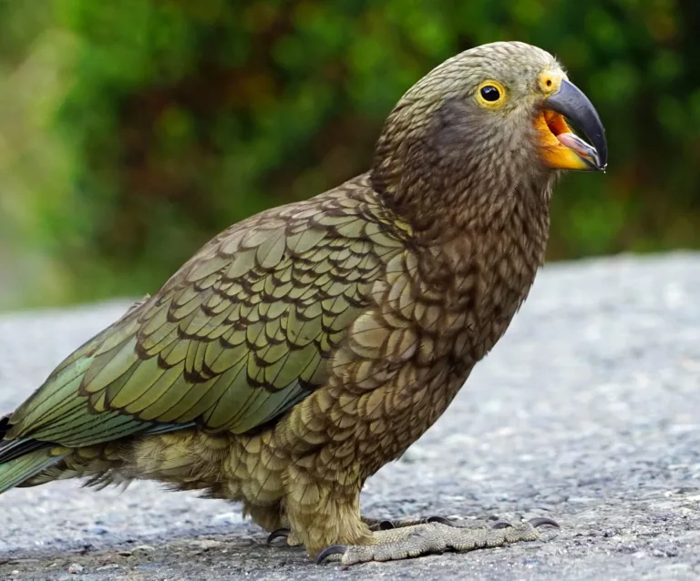 Birds of Joy? Searching for an Analogue of Human Laughter in the Kea Parrot - a research project led by Alex Taylor, The University of Auckland