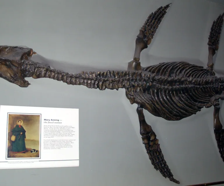 Rhomaleosaurus cramptoni fossil