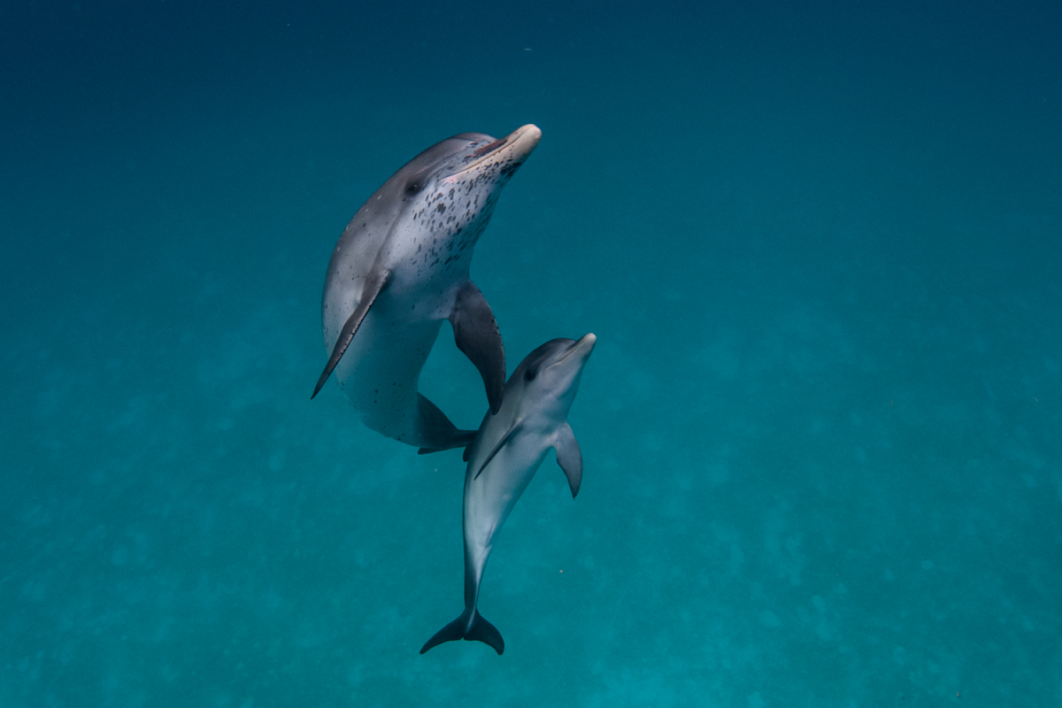 Wild Dolphin Project_ A mother and calf Atlantic spotted dolphins Photo credit Liah McPherson